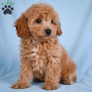 Lilly, Cavapoo Puppy